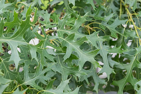 675337 - Northern pin oak (Quercus ellipsoidalis 'Majestic Skies' syn. Quercus ellipsoidalis 'Bailskies')