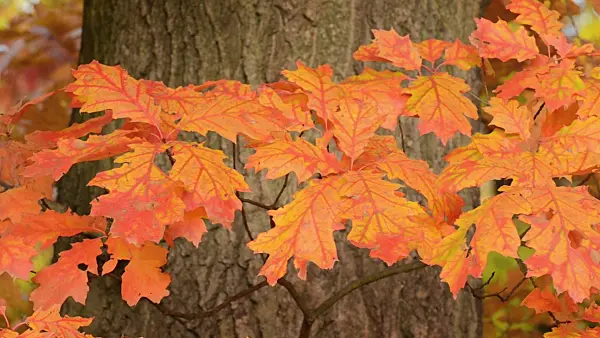 501243 - Northern red oak (Quercus rubra)