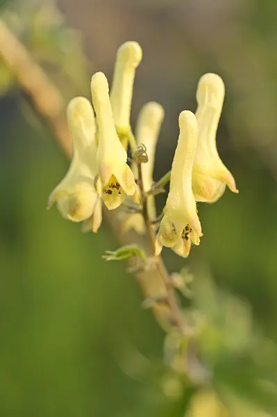 486110 - Northern wolfsbane (Aconitum lycoctonum)