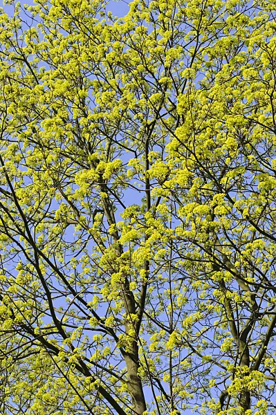 471108 - Norway maple (Acer platanoides)