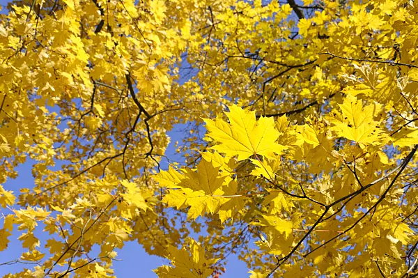 489129 - Norway maple (Acer platanoides)