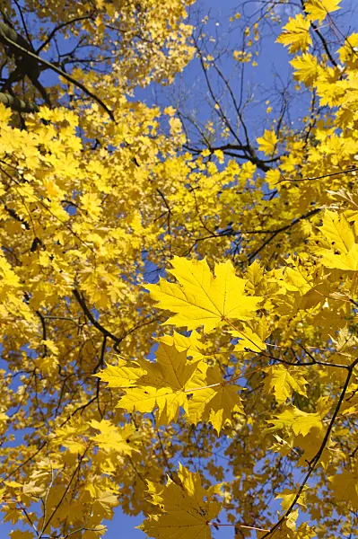 489130 - Norway maple (Acer platanoides)