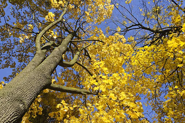 489132 - Norway maple (Acer platanoides)