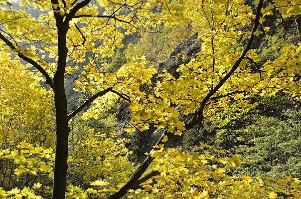501215 - Norway maple (Acer platanoides)