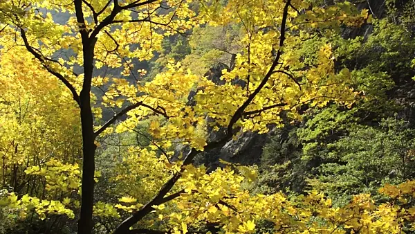 501222 - Norway maple (Acer platanoides)