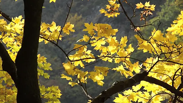 501223 - Norway maple (Acer platanoides)