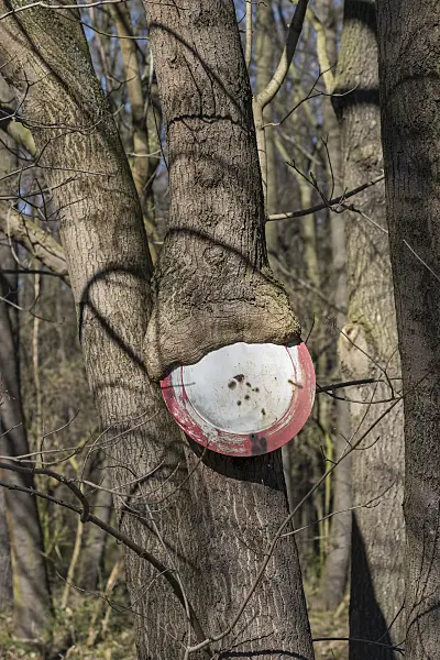 616144 - Norway maple (Acer platanoides)