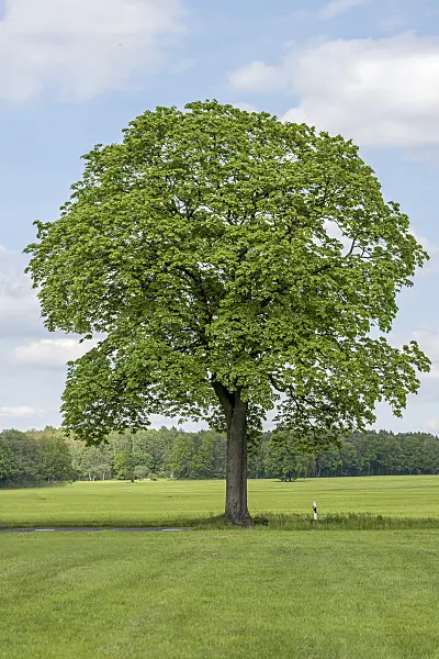 625114 - Norway maple (Acer platanoides)