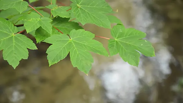 509192 - Norway maple (Acer platanoides) at a brook