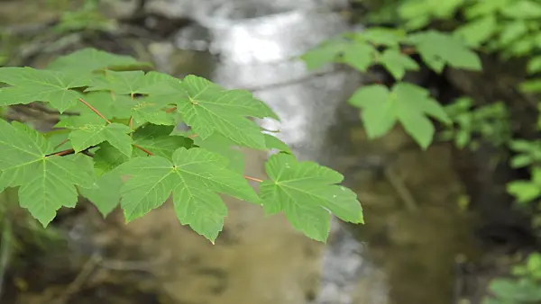 509193 - Norway maple (Acer platanoides) at a brook