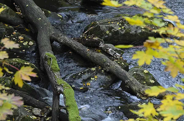 501216 - Norway maple (Acer platanoides) at a mountain brook, Bode Valley Nature Reserve, Germany