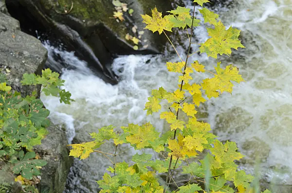 501219 - Norway maple (Acer platanoides) at a mountain brook, Bode Valley Nature Reserve, Germany