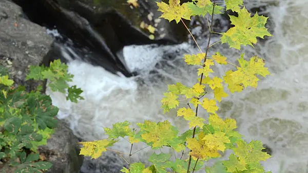 501229 - Norway maple (Acer platanoides) at a mountain brook, Bode Valley Nature Reserve, Germany