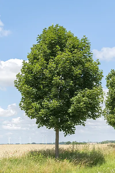 625113 - Norway maple (Acer platanoides 'Cleveland')