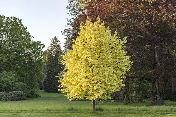 638014 - Norway maple (Acer platanoides 'Drummondii')