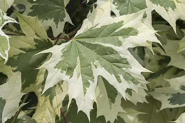 638015 - Norway maple (Acer platanoides 'Drummondii')