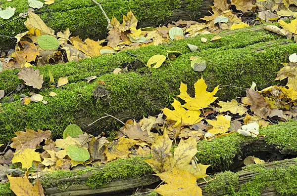 501244 - Norway maple (Acer platanoides) on mossy railway sleepers