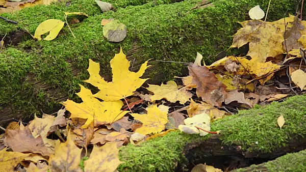 501245 - Norway maple (Acer platanoides) on mossy railway sleepers