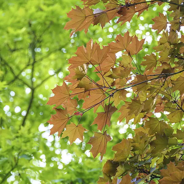 535255 - Norway maple (Acer platanoides 'Schwedleri')