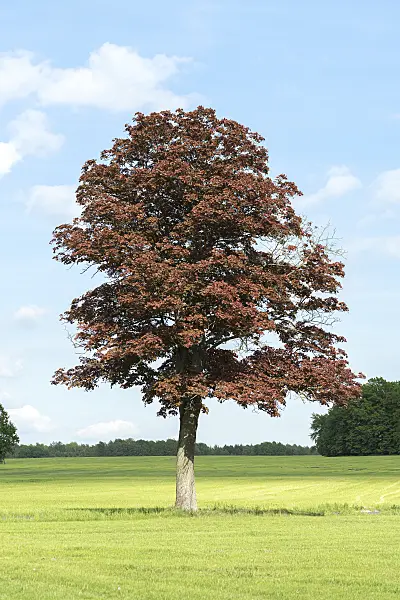 616143 - Norway maple (Acer platanoides 'Schwedleri')