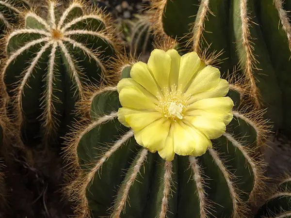 462022 - Notocactus magnificus syn. Eriocactus magnificus