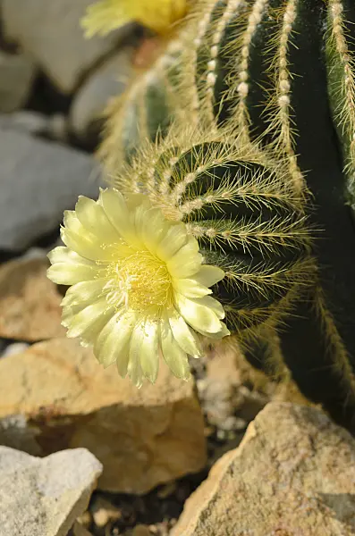 523210 - Notocactus warasii syn. Parodia warasii