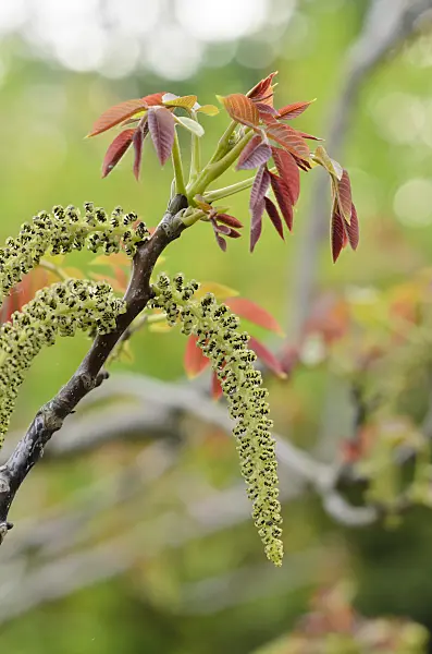 520086 - Noyer commun (Juglans regia)