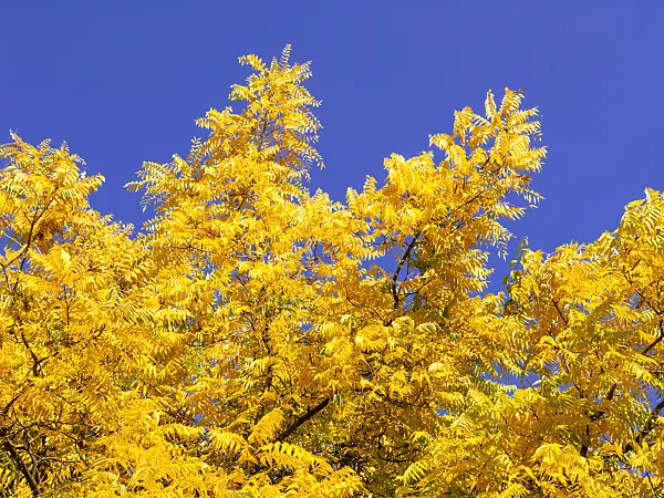 465210 - Noyer du Texas (Juglans microcarpa)