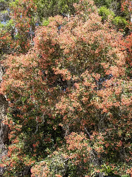 455380 - NSW Christmas bush (Ceratopetalum gummifera)