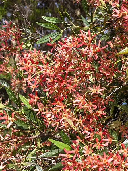 455387 - NSW Christmas bush (Ceratopetalum gummifera)