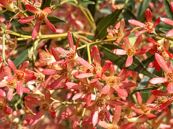 455388 - NSW Christmas bush (Ceratopetalum gummifera)