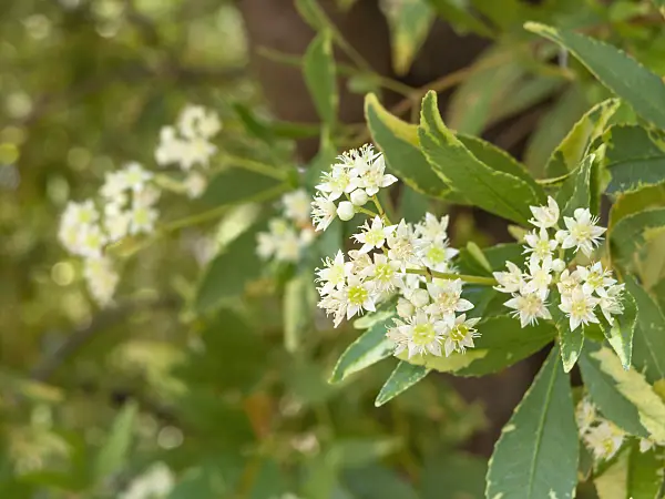 455322 - NSW Christmas bush (Ceratopetalum gummifera 'Christmas Snow')