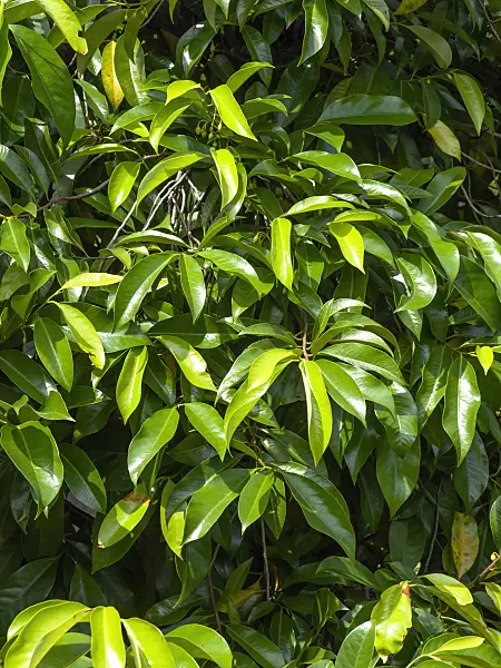 434206 - Nutmeg (Myristica fragrans)