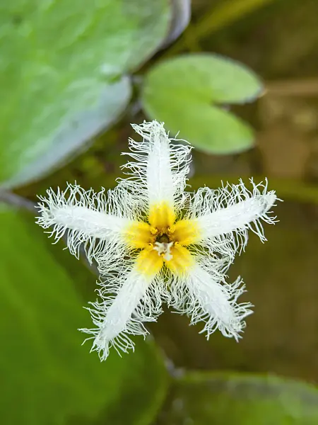 427077 - Nymphoides