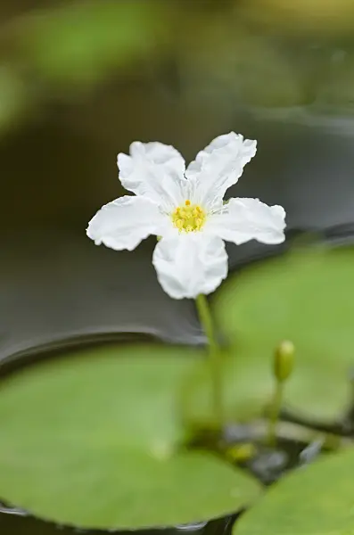 536062 - Nymphoides ezannoi