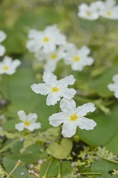 547397 - Nymphoides ezannoi