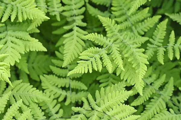 472128 - Oak fern (Gymnocarpium dryopteris)