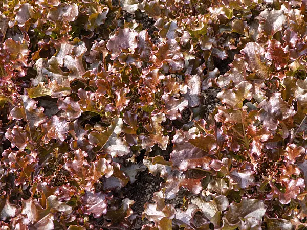 439174 - Oak-leaf lettuce (Lactuca sativa var. capitata 'Red Salad Bowl')