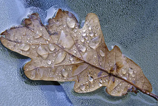 479046 - Oak leaf on a glass table