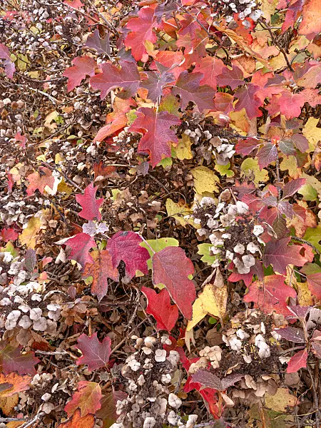 443165 - Oak-leaved hydrangea (Hydrangea quercifolia)