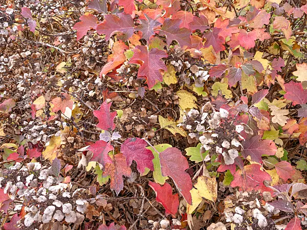 443166 - Oak-leaved hydrangea (Hydrangea quercifolia)