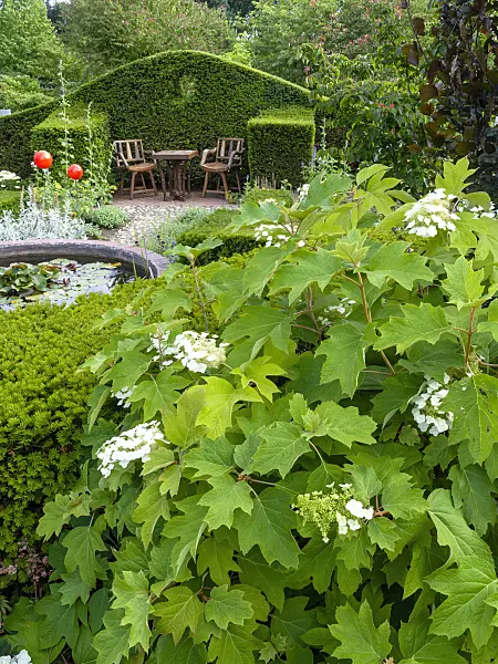 462130 - Oak-leaved hydrangea (Hydrangea quercifolia)