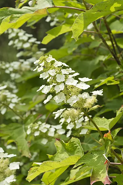 510026 - Oak-leaved hydrangea (Hydrangea quercifolia)