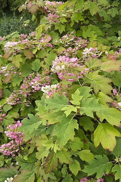 511090 - Oak-leaved hydrangea (Hydrangea quercifolia)