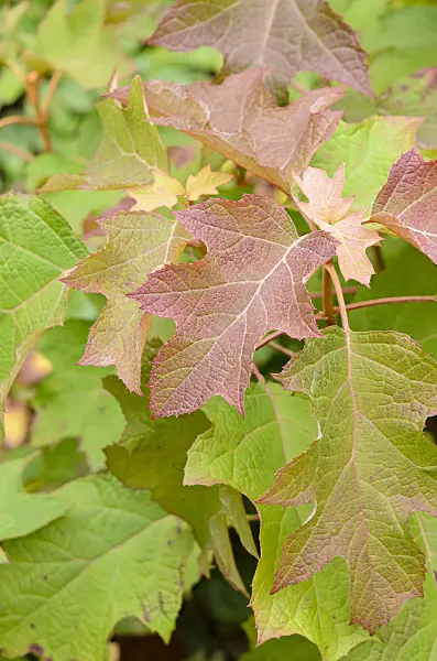 525056 - Oak-leaved hydrangea (Hydrangea quercifolia)