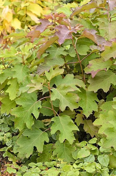 525057 - Oak-leaved hydrangea (Hydrangea quercifolia)