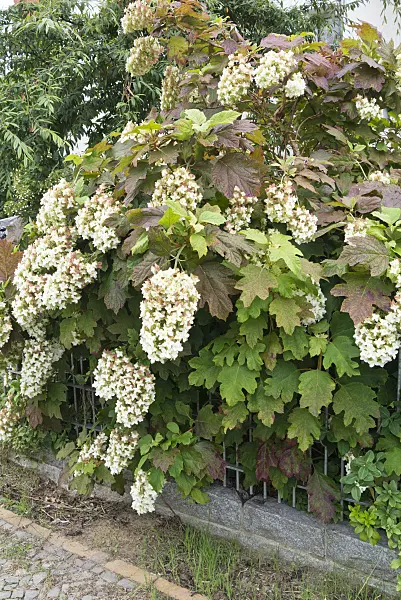 535009 - Oak-leaved hydrangea (Hydrangea quercifolia)