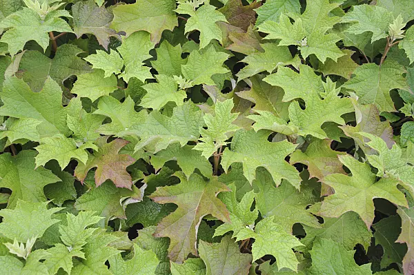 535282 - Oak-leaved hydrangea (Hydrangea quercifolia)