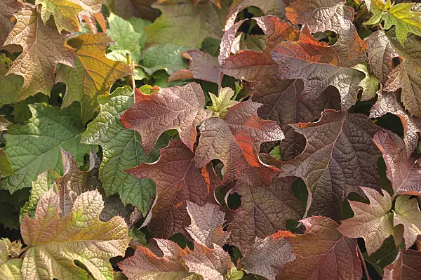 535283 - Oak-leaved hydrangea (Hydrangea quercifolia)