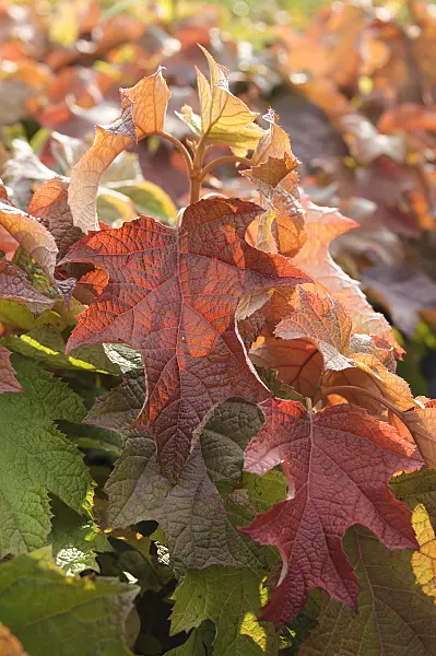 535284 - Oak-leaved hydrangea (Hydrangea quercifolia)